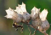 Henbane - Hyoscyamus niger L.
