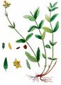 Pale St John's-Wort - Hypericum montanum L.