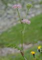 Alpen-Mutterwurz - Ligusticum mutellina (L.) Crantz