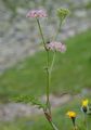 Alpine Lovage - Ligusticum mutellina (L.) Crantz