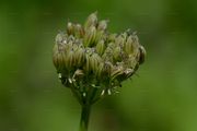 Kleine Mutterwurz - Ligusticum mutellinoides (Crantz) Vill.
