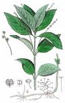 Eiblättriges Bingelkraut - Mercurialis ovata Sternb. & Hoppe 
