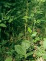 Common Twayblade - Neottia ovata (L.) Bluff & Fingerh.