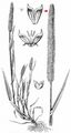 Panicled Cat's-Tail - Phleum paniculatum Huds.