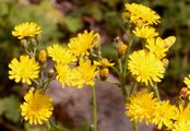 Ungarisches Habichtskraut - Pilosella bauhini (Schult.) Arv.-Touv.