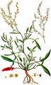 Sheep's Sorrel - Rumex acetosella L.