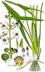 Gewöhnliches Pfeilkraut - Sagittaria sagittifolia L. 