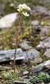 Rispen-Steinbrech - Saxifraga paniculata Mill.