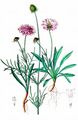 Graue Skabiose - Scabiosa canescens Waldst. & Kit.