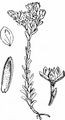 Sumpf-Fetthenne - Sedum villosum L.