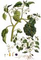 Black Nightshade - Solanum nigrum L.