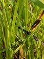 Unbranched Bur-Reed - Sparganium emersum Rehmann