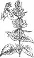 Wald-Ziest - Stachys sylvatica L.