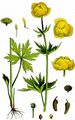 Trollblume - Trollius europaeus L.