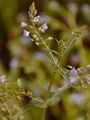 Blue Water-Speedwell - Veronica anagallis-aquatica L.