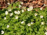 Wood Anemone - Anemone nemorosa L.