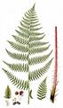 Wald-Frauenfarn - Athyrium filix-femina (L.) Roth