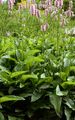 Schlangen-Knöterich - Bistorta officinalis Delarbre