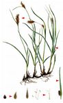 Zusammengedrücktes Quellried - Blysmus compressus (L.) Link 