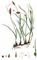 Flat-Sedge - Blysmus compressus (L.) Link