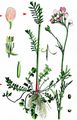 Cuckooflower - Cardamine pratensis L.