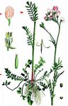 Wiesen-Schaumkraut - Cardamine pratensis L. 