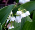 Lily-Of-The-Valley - Convallaria majalis L.