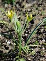 Wald-Gelbstern - Gagea lutea (L.) Ker Gawl.