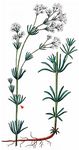 Blaugrünes Labkraut - Galium glaucum L. 