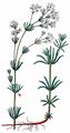 Glaucous Bedstraw - Galium glaucum L.