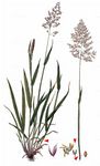 Wolliges Honiggras - Holcus lanatus L. 