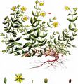 Trailing St John's-Wort - Hypericum humifusum L.