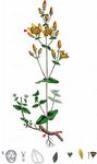 Schönes Johanniskraut - Hypericum pulchrum L. 
