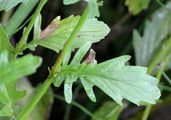 Spreizendes Wasser-Greiskraut - Jacobaea erratica (Bertol.) Fourr.