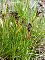 Heath Rush - Juncus squarrosus L.