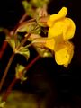 Blood-Drop-Emlets - Mimulus guttatus DC.