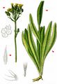 Bauhin's Mouse-Ear-Hawkweed - Pilosella bauhini (Schult.) Arv.-Touv.
