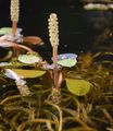 Various-Leaved Pondweed - Potamogeton gramineus L.