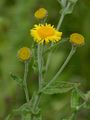 Common Fleabane - Pulicaria dysenterica (L.) Bernh.