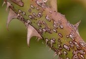 Sweet-Briar - Rosa rubiginosa L.