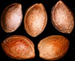 Steinkerne von Prunus cerasifera (Kirschepflaume)