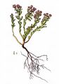 Schwärzliche Fetthenne - Sedum atratum L.
