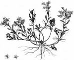 Caucasian-Stonecrop - Sedum spurium M. Bieb.