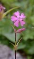 Gewöhnliche Pechnelke - Silene viscaria (L.) Jess.