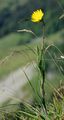 Wiesen-Bocksbart - Tragopogon pratensis L.
