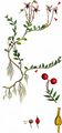 Cranberry - Vaccinium oxycoccos L.
