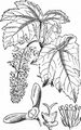 Sycamore - Acer pseudoplatanus L.
