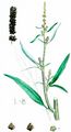 Strand-Melde - Atriplex littoralis L.