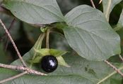 Schwarze Tollkirsche - Atropa bella-donna L.