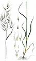 Bristle Oat - Avena strigosa Schreb.